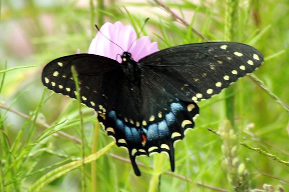 Learn about the meadow habitat and who lives there at Ipsiwch River Wildlife Sanctuary in Topsfield