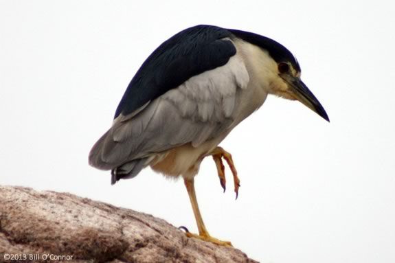 The River to the Sea Shorebirds Cruise aboard the Yankee Clipper will focus on the River estuary and the multitude of creatures that live there! Photo: Black Crowned Night Heron by Bill O'Connor The River to the Sea Shorebirds Cruise aboard the Yankee Clipper will focus on t