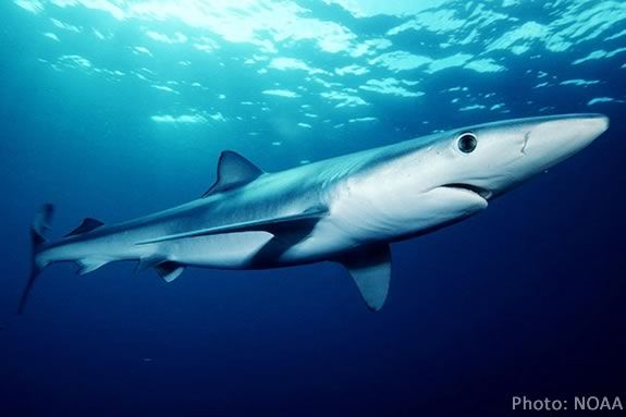 The Blue Shark is common in North Atlantic waters. Kids will find out about them and their relatives - skates and rays - after school at Mass Audubon's Joppa Flats Education Center in Newburyport! Photo: NOAA The Blue Shark is common in North Atlantic waters. Photo: NOAA