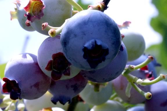 Come Celebrate Blueberry Season at Connors Farm in Danvers Massachusetts!  