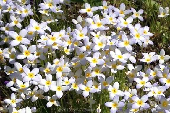 Come to Mass Audubon's Ipswich River Wildlife Sanctuary in Topsfield, Massachusetts to learn all about wildflowers like the ubiquitous bluet! Bluets are a common wildflower in the late Spring in Massachusetts