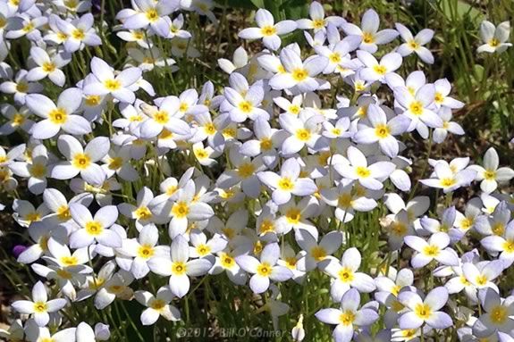 Bluets are a common wildflower in the late Spring in Massachusetts