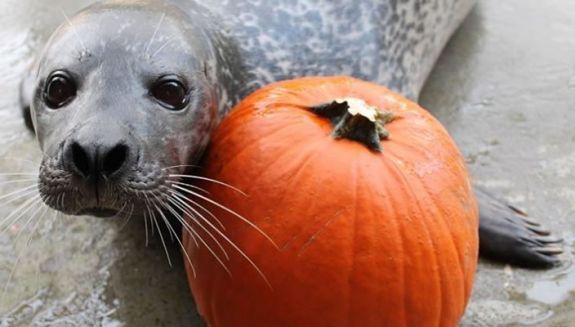 Boo at the Buttonwood Zoo Boo at the Buttonwood Zoo