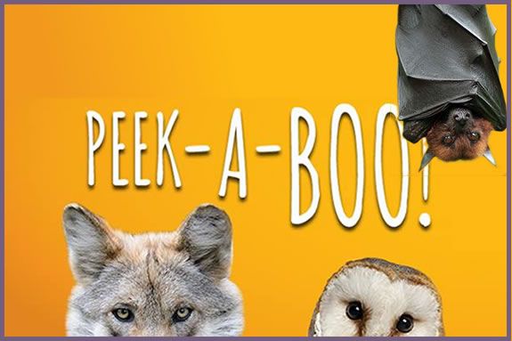 Stone Zoo, Zoo New England events for north shore children and families Stone Zoo, Zoo New England events for north shore children and families