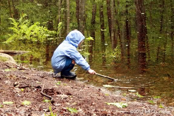 Learn about the creatures of the vernal pond at Ravenswood Park in Gloucester with the Trustees of Reservations! 