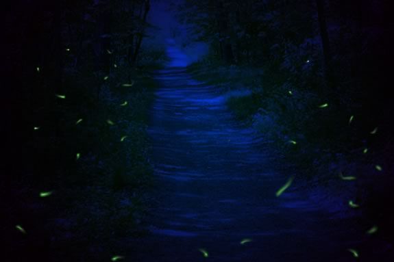 Come learn about fireflies at Bradley Palmer State Park! 