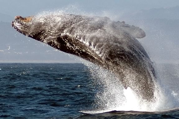 Many whales are bouncing back from the brink of extinction!