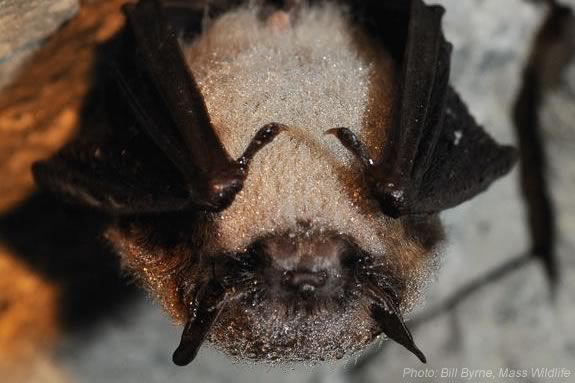 Learn about bats and the role they play in the ecosystem at Maudlsay State Park in Newburyport with DCR Bat Research Monitor Amanda Melinchuk Learn about bats and the role they play in the ecosystem at Maudlsay State Park in Newburyport with DCR Bat Research Monitor Amanda Melinchuk