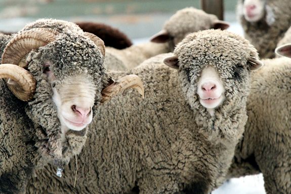 Gore Place Sheep Shearing Festival Waltham MA for North Shore Parents, Children, Families, Family Gore Place Sheep Shearing Festival Waltham MA for North Shore Children Families