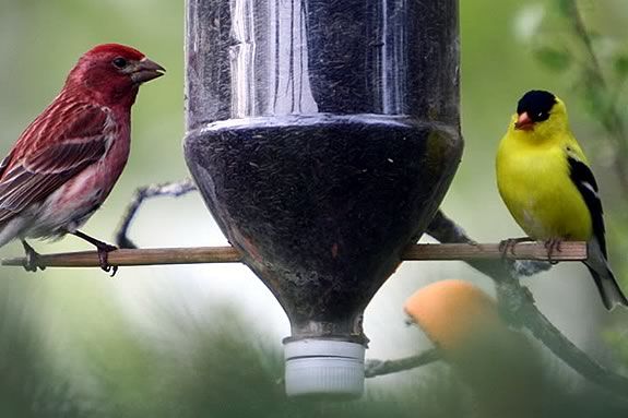 Learn how to build a birdfeeder out of recycled materials at Joppa Flats