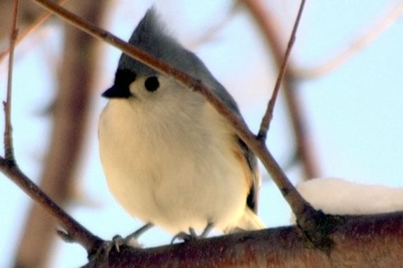 Build a Birdfeeder with your child that attracts birds to your yard this winter.