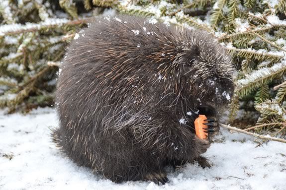 Come meet furry amabassadors from the Center for Wildlife at Halibut State Park in Rockport Massachusetts