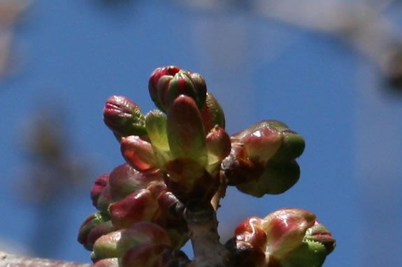 Cherry Blossom buds are one of Springs harbingers of things to come.