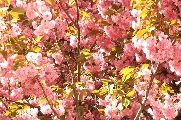 Trees do amazing things, including blossoming in the Spring