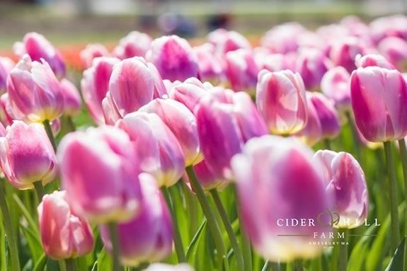 Come cut your own tulips at Cider Hill Farm in Amesbury Massachusetts