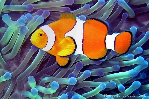 The anenome - clown fish relationship is a classic example of symbiosis.