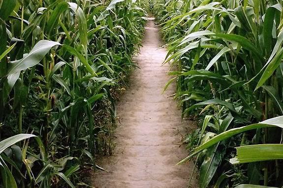 Kimball Farm corn maze in Haverhill Massachusetts Kimball Farm corn maze in Haverhill Massachusetts