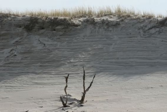 Winter Dune hike at the Crane Wildlife refuge with the Trustees of Reservations.