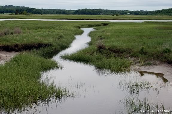 Explore the Marshes at the Crane Estate in Ipswich at low tide! 