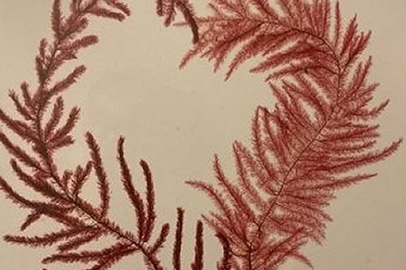 Make Valentines crafts from materials that we find along the shore at the Trustees of Reservations Crane Estate in Ipswich, Massachusetts Make Valentines crafts from materials that we find along the shore at the Trustees of Reservations Crane Estate in Ipswich, Massachusetts