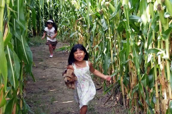 Crescent Farm corn maze in Haverhill Massachusetts