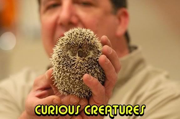 Curious Creatures will put on a free prestation at the Lynn Museum!