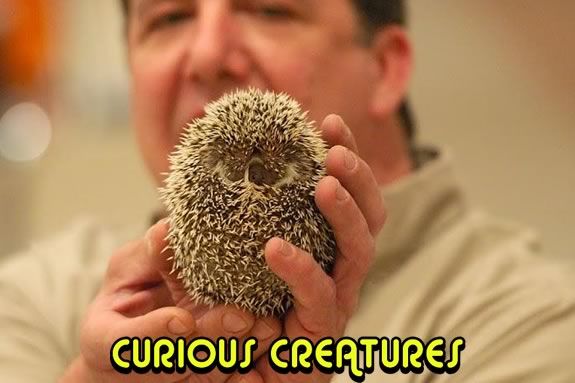 Curious Creatures will present unique live animals at the Cape Ann Family Fun Fair in Gloucester! Curious Creatures will be at the Cape Ann Family Fun Fair!
