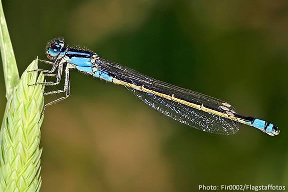 Dragon Flys and Damsels flys eat a steady diet of mosquitos!  