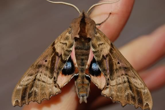 Come learn about moths at the Trustees of Reservations' Stevens-Coolidge Estate in North Andover Come learn about moths at the Trustees of Reservations' Stevens-Coolidge Estate in North Andover