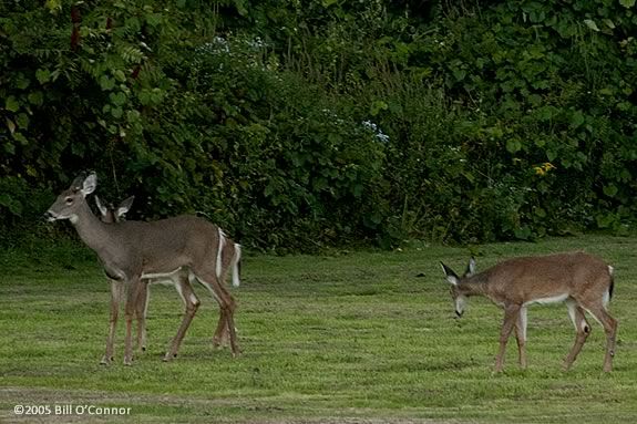 We'll be searching the sanctuary for the creatures that come out at night! 