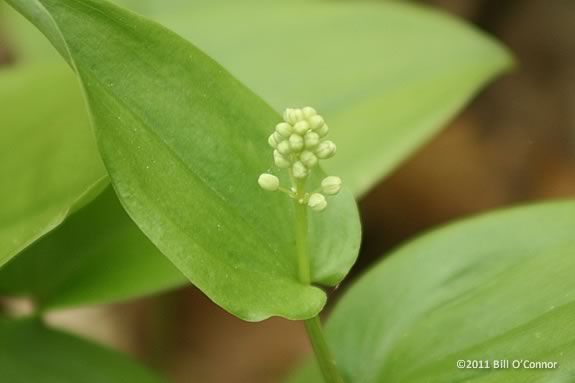 Kids will learn about the varied botany of Dog Town at Cape Ann Museum!