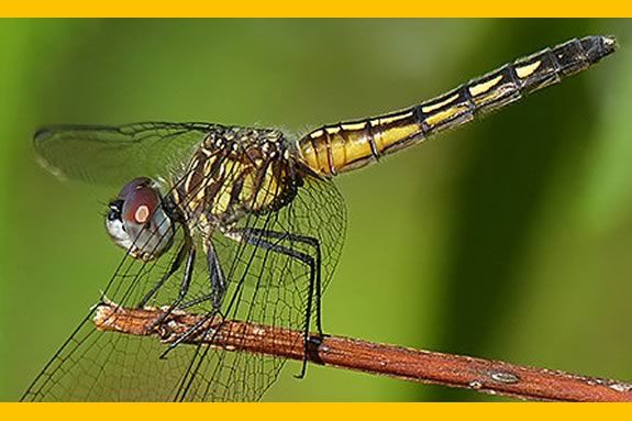 Kids and families will learn about the marsh habitat with ECGA and North Shore Nature Programs in this this fun, easy tromp across the marsh 