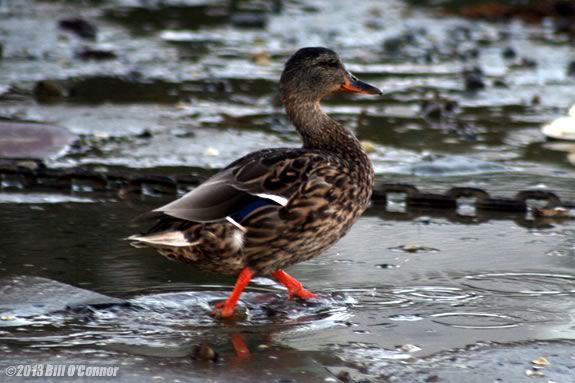 Preschoolers will learn ducks, clams & other mud creatures at Joppa Flats Center Preschoolers will learn ducks, clams & other mud creatures at Joppa Flats Center