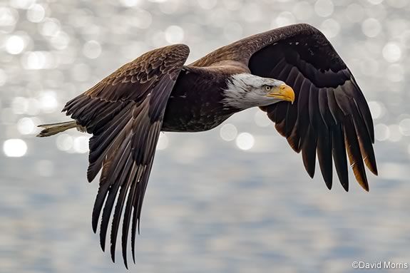 Kids will learn about eagles, their migrations and varied habitat at Joppa Flats. Image ©David Morris Kids will learn about eagles, their migrations and varied habitat at Joppa Flats. Image ©David Morris
