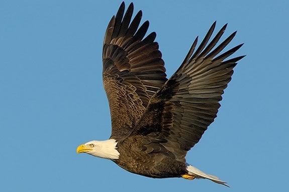 Kids are invited to come learn about eagles at Joppa Flats Education Center in Newburyport! 