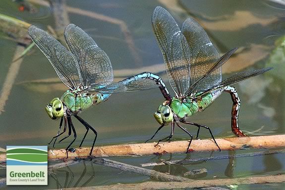 Essex County Greenbelt Association hosts a Insect Exploration Workshop for families at Cox Reservation in Essex Massachusetts!