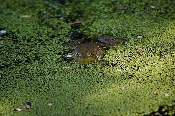 Essex County Greenbelt Association hosts a reptile and amphibians at Arthur Elwell Reservation in Rowley Massachusetts