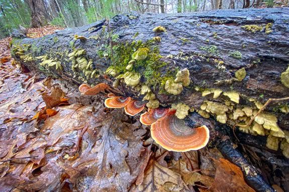 Kids and families will learn about the life under logs with ECGA and North Shore Nature Programs in this this fun hike through the forest Kids and families will learn about the life under logs with ECGA and North Shore Nature Programs in this this fun hike through the forest