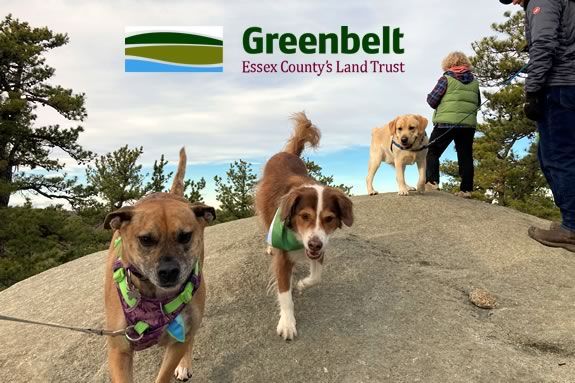 Hike Thompson Street Reservation in Gloucester Massachusetts with your dog and the ECGA! Hike Thompson Street Reservation in Gloucester Massachusetts with your dog and the ECGA!