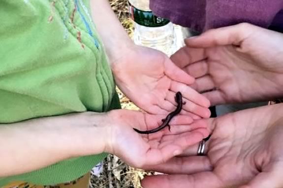 Vernal Pools - Family Nature Series with Essex County Greenbelt and North Shore Nature Programs