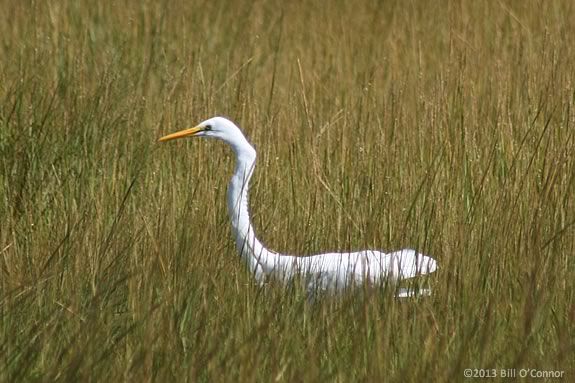 Explore the Marsh habitat with the Joppa Flats Education Center! 