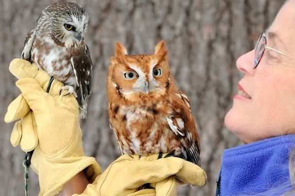 Trustees of Reservations features live owl demonstration with Eyes on Owls at the Crane Estate in Ipswich Massachusetts