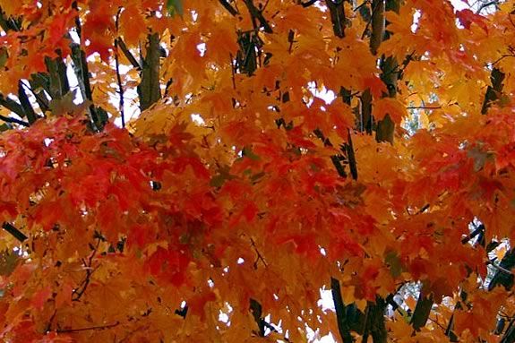 Kids will have fun expressing themselves using autumn leaves at Joppa Flats.