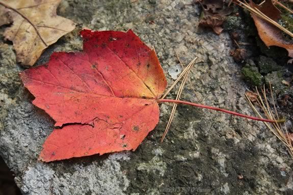 All Family Field Trips: Foliage and Fall Preparations for Wildlife with Massachusetts Audubon at Cedar Pond Sanctuary