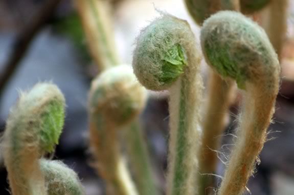 The Fiddlehead program at Appleton Farms encourages kids 3-5 to explore their environment in Ipswich Massachusetts The Fiddlehead program at Appleton Farms encourages kids 3-5 to explore their environment in Ipswich Massachusetts