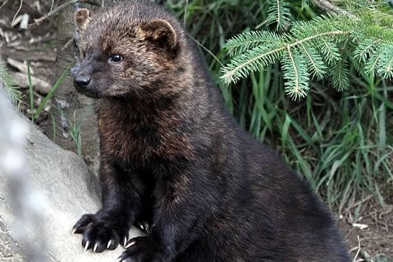 Fisher cats are cute, elusive and dangerous! Find out all about them at the Ipswich River Wildlife Sanctuary Fisher cats are cute, elusive and dangerous! Find out all about them at IRWS!