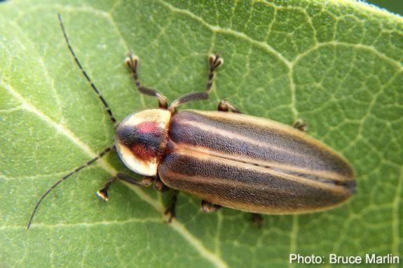 Mass Audubon's Ipswich River Wildlife Sanctuary offers training for families and kids to take part in the Firefly Watch Project.