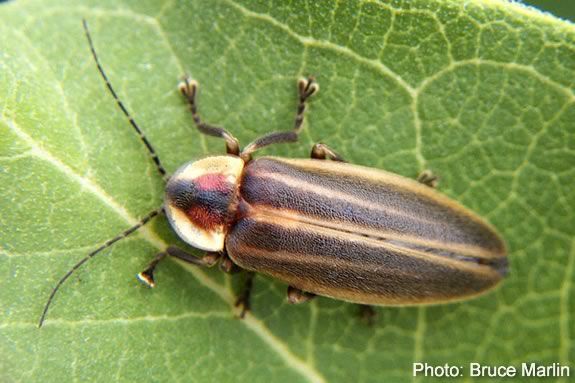 Mass Audubon's Ipswich River Wildlife Sanctuary offers training for families and kids to take part in the Firefly Watch Project.