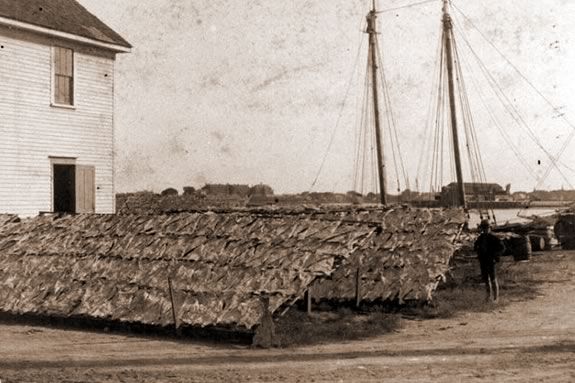 Tour the Fish Flake Hill Historic District in Beverly MA as part of Trails & Sails. Photo: drying of fish on fish flakes on Water Street. 