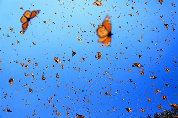 Flight of the Butterflies fundraiser showing at Cape Ann Community Cinema for Kestrel Education Adventures